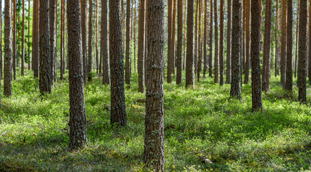 Svenska modellen: Hållbarhet